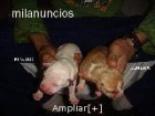 PitBull cachorros - mejor precio | unprecio.es