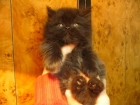 Preciosos gatitos persa - mejor precio | unprecio.es