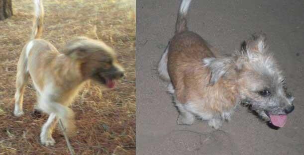 Ricky, precioso perrito pequeño busca un hogar