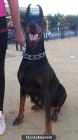 VENTA CAMADA DOBERMAN DE PURA RAZA - mejor precio | unprecio.es