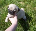 Cachorros de Carlino, los vendo a buen precio  Santander - mejor precio | unprecio.es