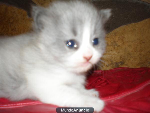 Gatita persa