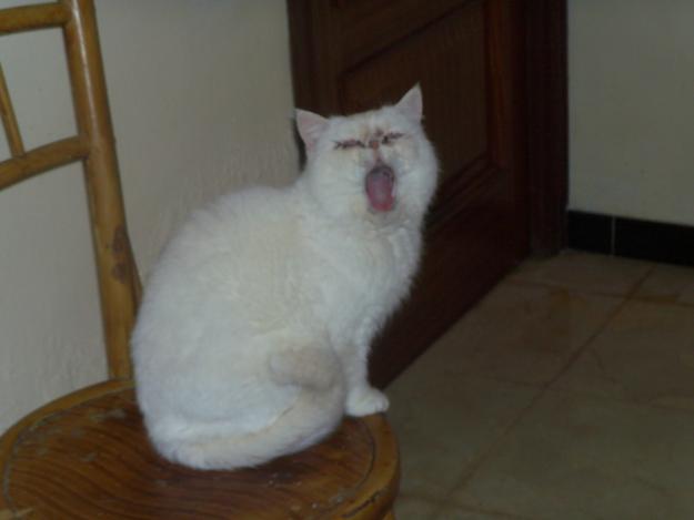 Gato exotico blanco con ojos dispares . Se ofrece para montas