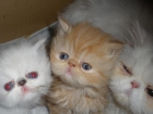 gatos persas e himalayos - mejor precio | unprecio.es