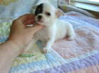 Pidiendo sólo € 90 para uno de mis cachorros de Chihuahua. - mejor precio | unprecio.es