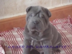 SHAR PEIS DEL KAMBALATXE - mejor precio | unprecio.es