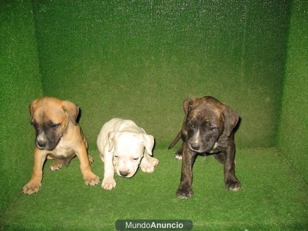 venta de perros raza