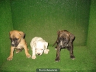 venta de perros raza - mejor precio | unprecio.es