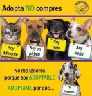 Gatos y perros para adopción o acogida - mejor precio | unprecio.es