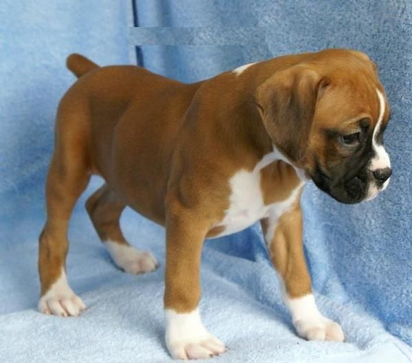 Boxer Excelente Cachorra Dorada