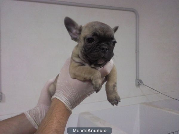 Cachorros de Bulldog Frances Fawn