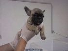 Cachorros de Bulldog Frances Fawn - mejor precio | unprecio.es