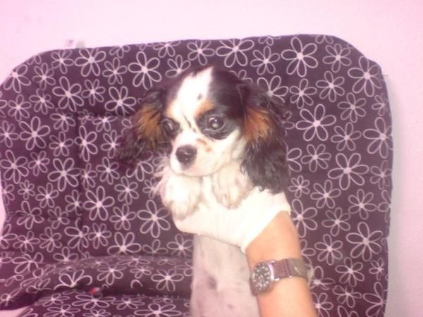 CAVALIER  Originario de Gran Bretaña, respecto a su aspecto general, es un perro activo, gracioso y bien equilibrado, co
