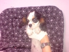 CAVALIER  Originario de Gran Bretaña, respecto a su aspecto general, es un perro activo, gracioso y bien equilibrado, co - mejor precio | unprecio.es