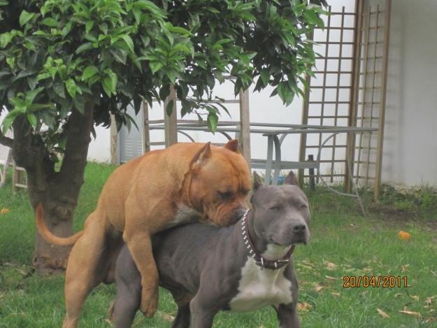 CAXORROS BULLY ECONOMICOS