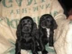 Cocker Spaniel ingles - cachorros - mejor precio | unprecio.es