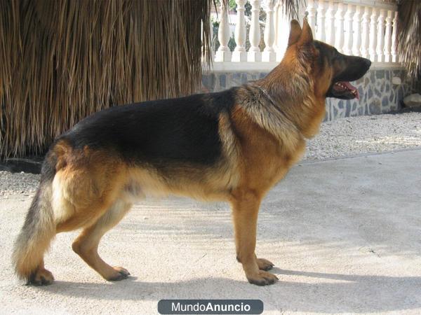 Impresionantes cachorros de pastor aleman