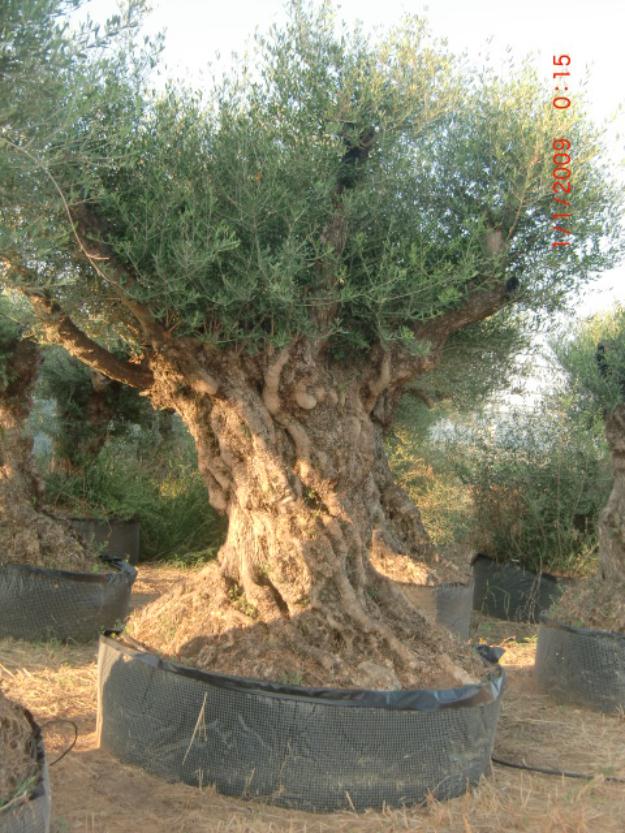 Olivos centenarios, olivos ornamentales