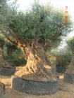 Olivos centenarios, olivos ornamentales - mejor precio | unprecio.es
