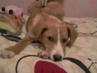 PERRITA PRECIOSA NECESITA CASA PARA HOY - mejor precio | unprecio.es