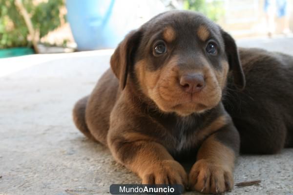 Quiero coger la mestiza de labrador y rottweiler