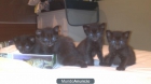 Se regalan gatitos negros de 1 mes - mejor precio | unprecio.es