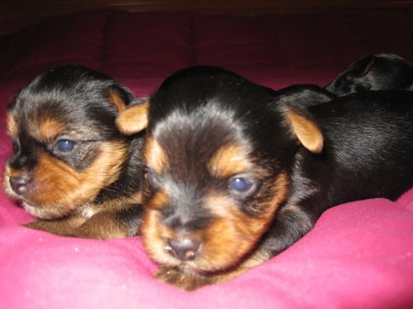 se vende 3 precisos yorkshire