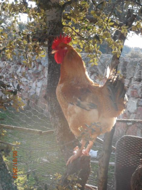 Se venden pollos de campo de 4-5Kg.