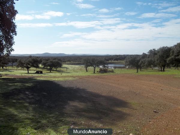 Explotación porcina en Sierra de Huelva