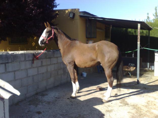 caballo cruzado kwpn/silla frances