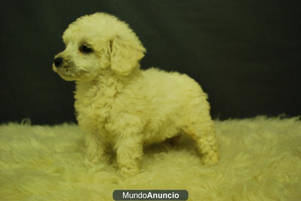 Cachorros de caniche toy blancos ; gran ocasion; somos profesioanles