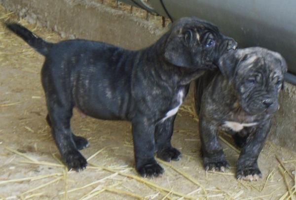 cachorros PRESA CANARIO.  Guarda.