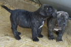 cachorros PRESA CANARIO.  Guarda. - mejor precio | unprecio.es