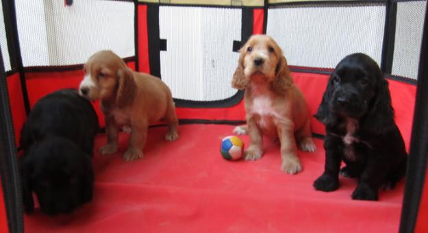 Cockers cachorros negros y dorados con pedigri.