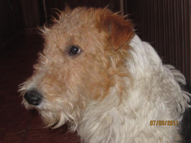 Fox terrier de pelo duro