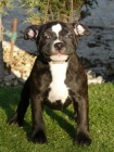 Macho de staffordshire bull terrier disponible - mejor precio | unprecio.es