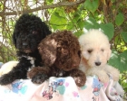 PERROS DE AGUA CACHORROS - mejor precio | unprecio.es