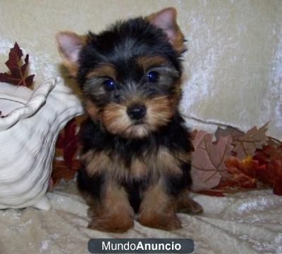 REGALO MINI YORKSHIRE TERRIER YORKIE CON PEDIGREE