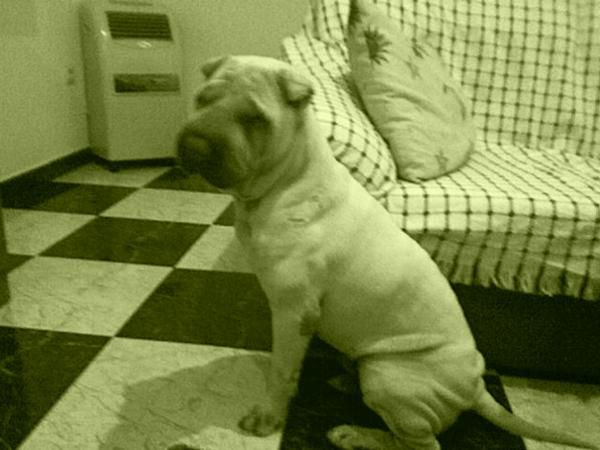 SE OFRECE SHAR-PEI