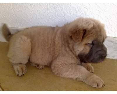 SHAR PEIS SEMI ADULTOS A 200 EUROS