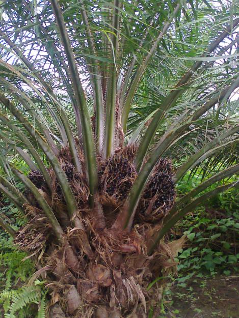 Vendo finca de 120 has con palma africana en ecuador