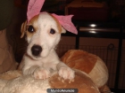 VENDO JACK RUSSELL TERRIER - mejor precio | unprecio.es