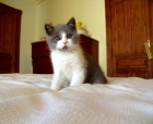 British shorthair - mejor precio | unprecio.es