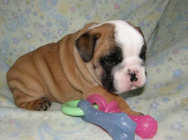 Buldog ingles