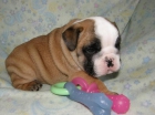 Buldog ingles - mejor precio | unprecio.es