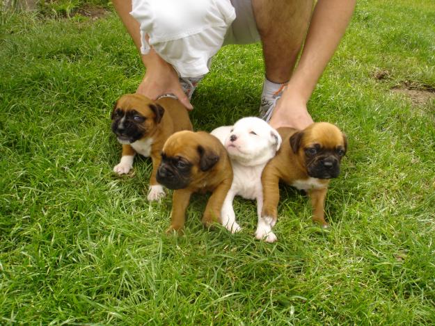 Cachorros boxer