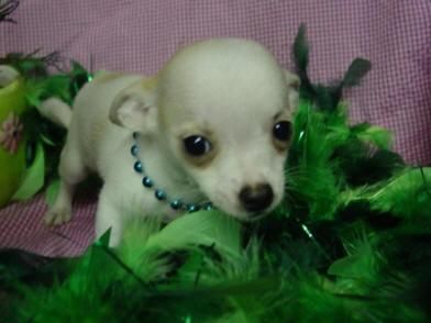 Chihuahua cachorros lindo y adorable para la adopción (o frecer)