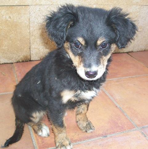 Didi, cachorrita abandonada en un huerto (Murcia)