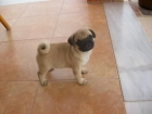 estupendo cachorrete de carlino - mejor precio | unprecio.es