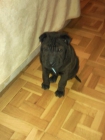 Shar pei negra - mejor precio | unprecio.es